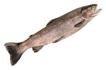 trout on white background