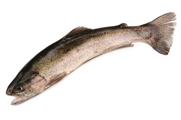 Fototapeta premium trout on white background