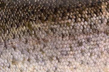 trout scales closeup
