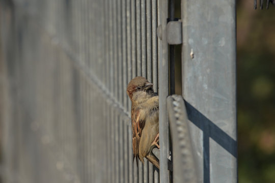 Kleiner Spatz