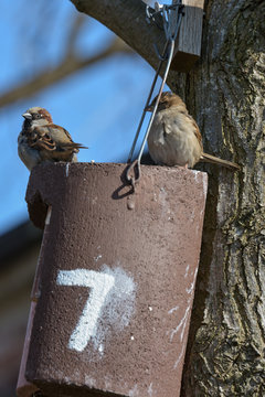 Kleiner Spatz