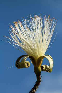 Bl&uuml;te wei&szlig; Pseudobombax