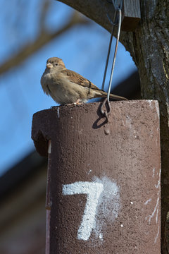 Kleiner Spatz
