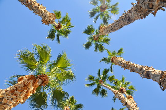 Havasu Lake Palm