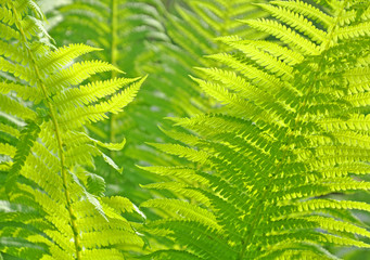 Green fern leaves.
