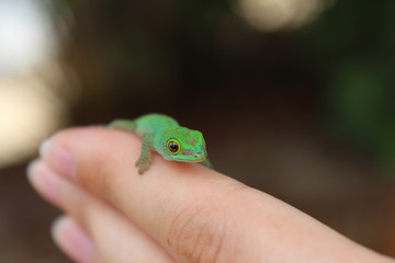 A green gecko posing on human fingers.