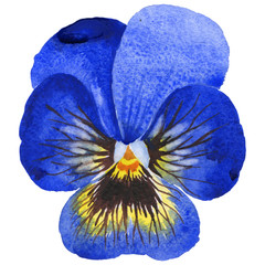 Wildflower viola flower in a watercolor style isolated.