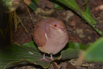 Kleiner Urwaldvogel im Amazonashaus