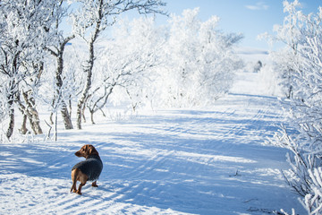 A beautiful brown dachshund dog with a knitted sweater in Norwegian winter scenery