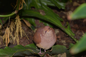 Kleiner Urwaldvogel im Amazonashaus