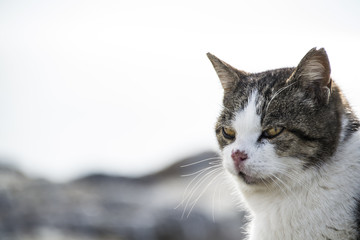 Close up Cat Shooting 