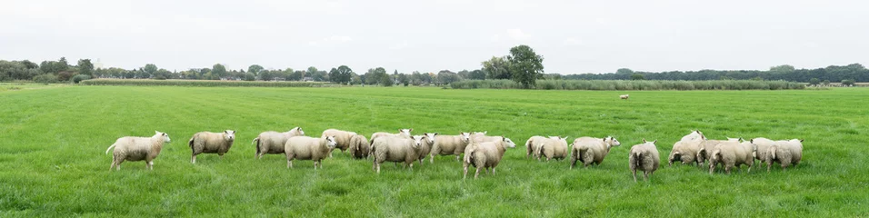 Selbstklebende Fototapeten Group of sheep grazing in a Dutch meadow at summertime © Leoniek