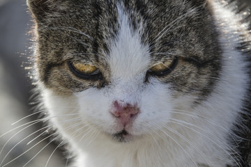 Close up Cat Shooting 