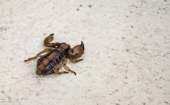 scorpion in south africa