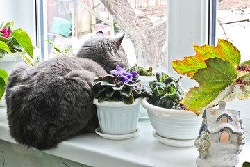 The cat sits on a window. Cat near the flowerpot. green plant in the window