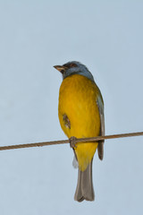Kleiner Urwaldvogel im Amazonashaus