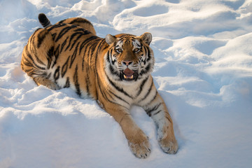 Fototapeta na wymiar Tiger Animal in Snow