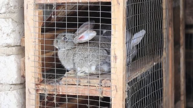 Grey rabbits sitting in a cage