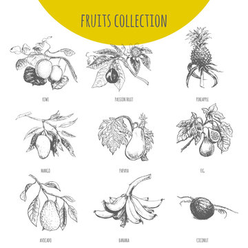 Exotic fruits vector botanical illustration sketch set