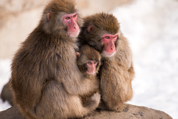 three snow monkeys huddled together Family