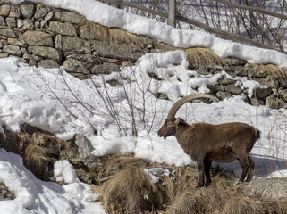 Stambecco delle alpi