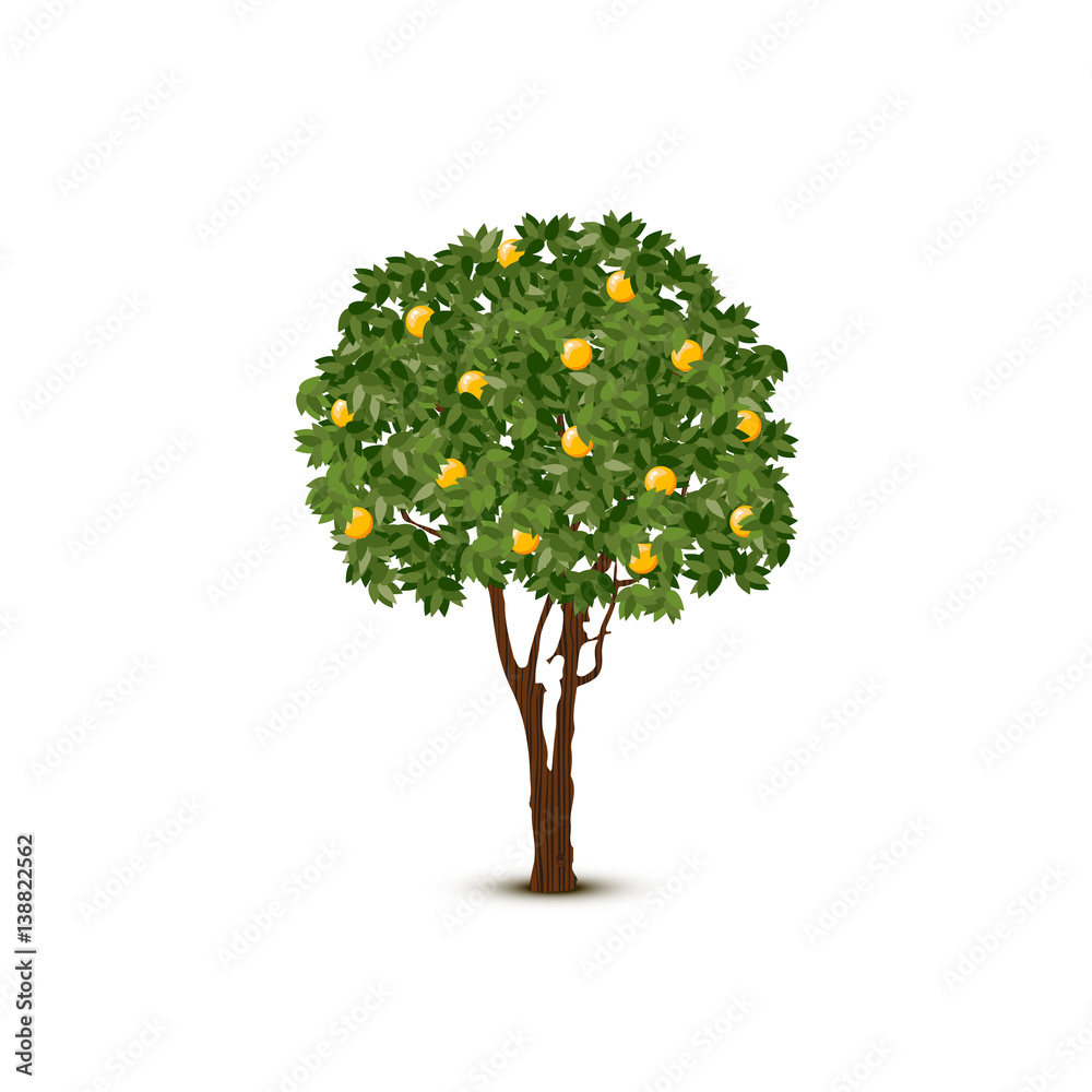 Wall mural vector orange tree on white background