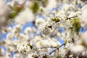 Spring blossom cherry tree
