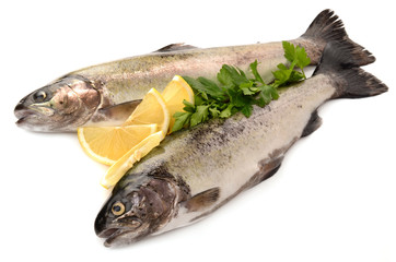 trout on white background