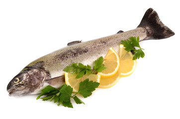 trout on white background