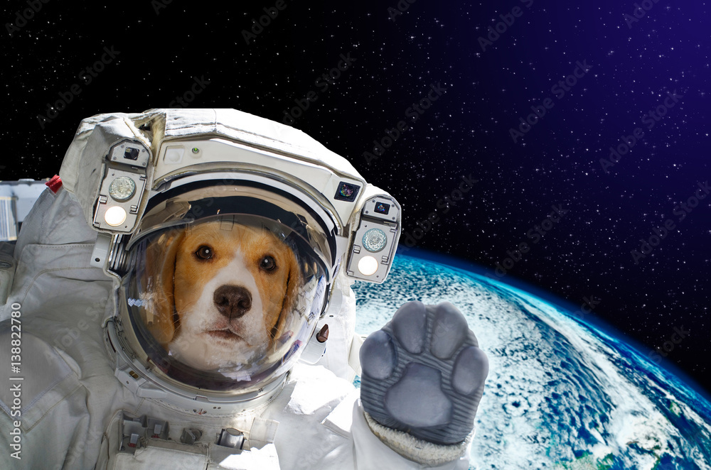 Wall mural portrait of a dog astronaut in space on background of the globe. elements of this image furnished by