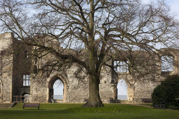 Fototapeta na wymiar Tree in the Keep Newark Castle Nottinghamshire