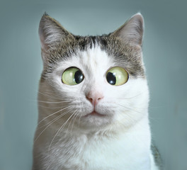 Fototapeta premium zabawny kot na spotkanie oftalmologa