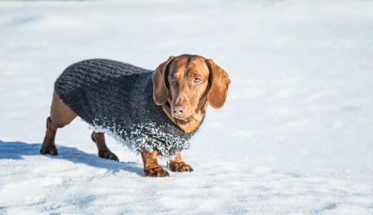 A beautiful brown dachshund dog with a knitted sweater walking in the snow