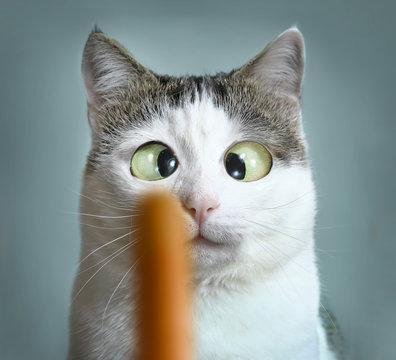 funny cat at ophtalmologist appointmet