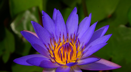 Violet lotus with green lotus pad background