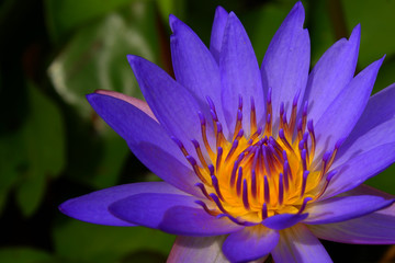 Violet lotus with green lotus pad background