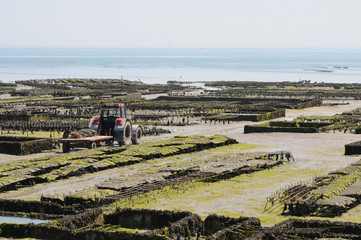 Récolte des huitres à ancale