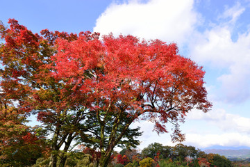 岡城の紅葉