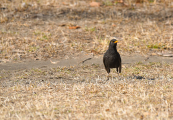 merlo visto di fronte in piedi sul prato che osserva