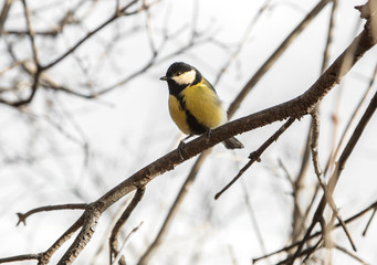 Naklejka premium cute chickadee sitting on a branch in spring