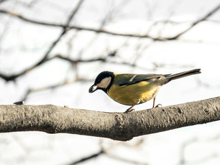 cute chickadee sitting on a branch in spring