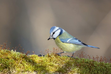 Parus major, Blue tit . Wildlife landscape, titmouse sitting on a branch moss-grown..  Europe, country Slovakia.