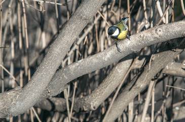 cute chickadee sitting on a branch in spring