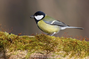 Parus major, Blue tit . Wildlife landscape, titmouse sitting on a branch moss-grown..  Europe, country Slovakia.