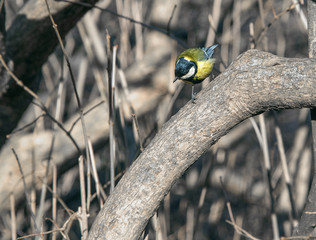 cute chickadee sitting on a branch in spring