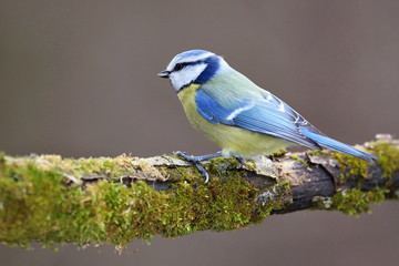 Parus major, Blue tit . Wildlife landscape, titmouse sitting on a branch moss-grown..  Europe, country Slovakia.