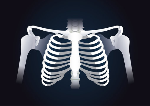 Human rib cage vector in dark background. Illustration about human skeleton.