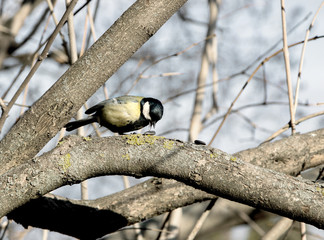 cute chickadee sitting on a branch in spring
