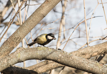 cute chickadee sitting on a branch in spring