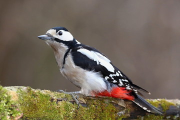 Dendrocopos major, Great spotted woodpecker . Great spotted woodpecker walking on a tree, looking for food.. Wildlife. Europe Country Slovakia.
